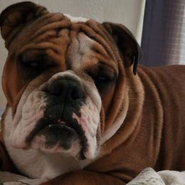 Bulldogs from Bull Shih-tzu Kennels
