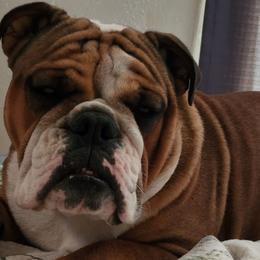 Bulldogs from Bull Shih-tzu Kennels