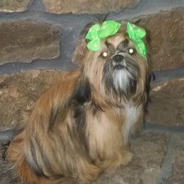 Aurora - Shih Tzu