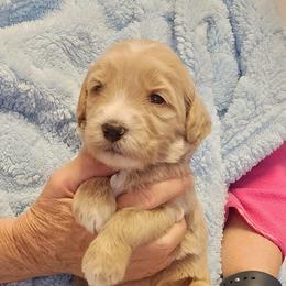 Blue - Cream male Goldendoodle puppy in Cumming, Georgia from Chattahoochee Kennels