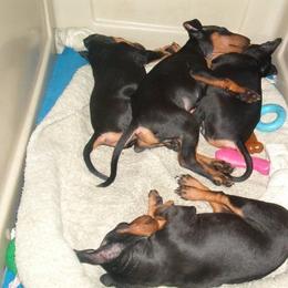 Manchester Terrier Puppies from WhirlWynd Manchester Terriers