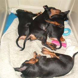 Manchester Terrier Puppies from WhirlWynd Manchester Terriers