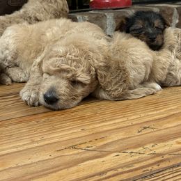 Goldendoodle and Yorkshire Terrier Puppies from Pups of the Lowcountry