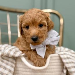 Grey collar RAD - Apricot male Goldendoodle puppy in Salem, Utah from Aspen Doodles