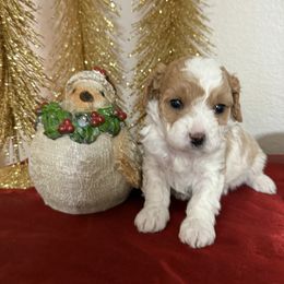 Boy 5 - Cream male Cavapoo puppy in Nampa,, Idaho from Clig Doodle Days