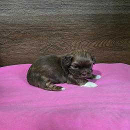 Girl 2 - Liver female Shih Tzu puppy in Meadows Of Dan, Virginia from Walt’s Shih Tzus