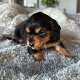 Black tan female - Black and tan female Dachshund puppy in San Diego, California from San Diego Dachshunds