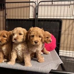 Australian Labradoodle Puppies from Blue Line Doodles of Arizona