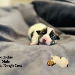 Nicholas - White and tan male Russell Terrier puppy in Lufkin, Texas from Dixie-Rose JRT