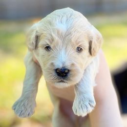 Goldendoodle Puppies from Gulf Coast Mini Doodles