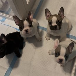 French Bulldog Puppies from A Quality French Bulldogs AZ