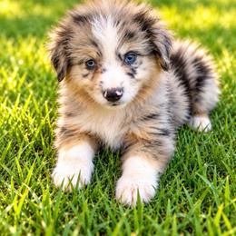 Bullseye - Blue merle male Miniature Australian Shepherd puppy in Stuart, Iowa from Arbor Hill Aussies