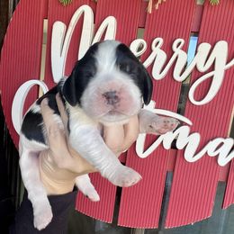 Ralphie - Black white and tan male English Springer Spaniel puppy in Wilmer, Alabama from Southbend Springers