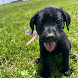 Pearl - Black female Labrador Retriever puppy in Decatur, Indiana from Sporting Ridge K9’s