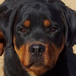 "A litter 6 months old" Rottweiler All Grown Up from Kennel vom Hause Locher