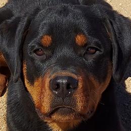 "A litter 6 months old" Rottweiler All Grown Up from Kennel vom Hause Locher