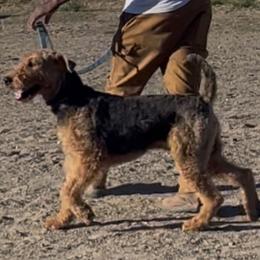 Grizzly - Airedale Terrier