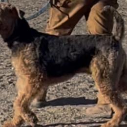 Grizzly - Airedale Terrier