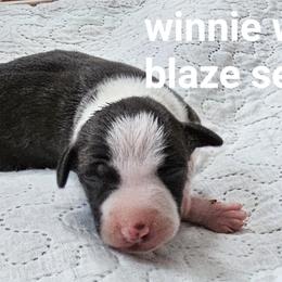 Winnie wide blaze boy - Seal male Italian Greyhound puppy in Phillips, Maine from Maplewood Italian Greyhounds