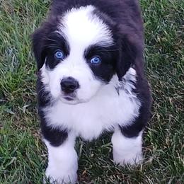 Pooh - Yellow - Boy - Black tri-color male Australian Shepherd puppy in Charlotte, North Carolina from Tranquility Trail Aussies