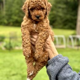 Goldendoodle Puppies from Amazing Grace Doodles