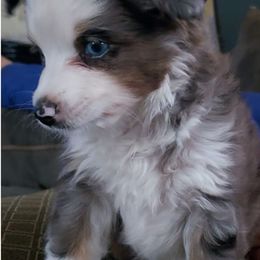 Toy Australian Shepherds from Janousek Farms