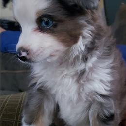 Toy Australian Shepherds from Janousek Farms