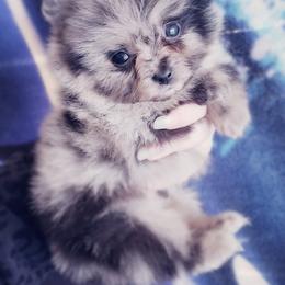 Pomeranian Puppies from Pers N Poms
