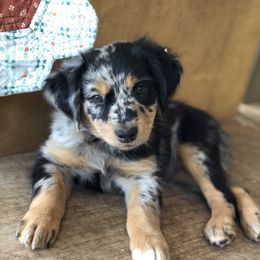 Australian Shepherd Puppies from Mika’s Aussies