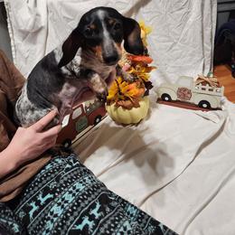Lilly - Dachshund