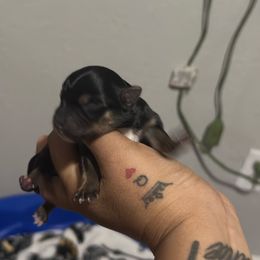 Groot - Black and tan male Morkie puppy in Arlington, Texas from Paw Paradise 82