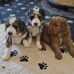 Aussiedoodle and Double Doodle Puppies from Parrish Precious Ones Texas