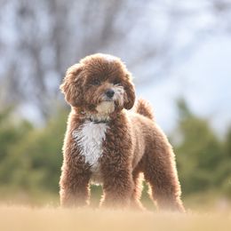 Remi - Poodle