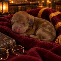 Harry Potter - Dapple male Dachshund puppy in Port Saint Lucie, Florida from ThePuppyVille