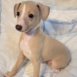 Opportunity Knox - Blue fawn male Italian Greyhound puppy in Cadwell, Georgia from All The DoDa Day Italian Greyhounds