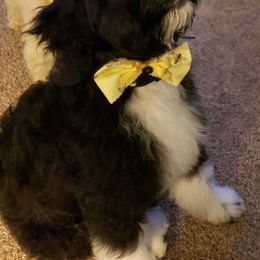 Australian Shepherd, Poodle, and Aussiedoodle All Grown Up from CW Aussies