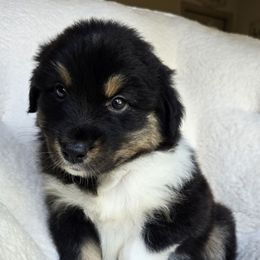 Girl 4 - Black tri-color female Australian Shepherd puppy in Silsbee, Texas from Work 'n' Ranch Aussies LLC