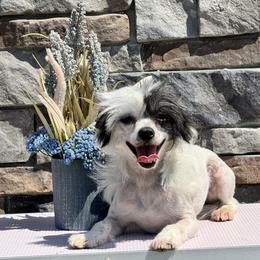 Gigi - Black and white female Chinese Crested puppy in Dunn, North Carolina from Coylety Kennel