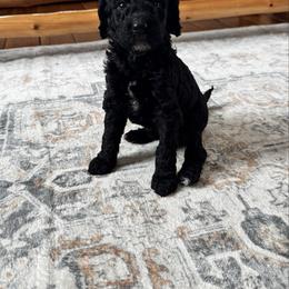 Nugget - Black and white female Bernedoodle puppy in Constableville, New York from Zehr’s Labradoodles & Bernedoodles