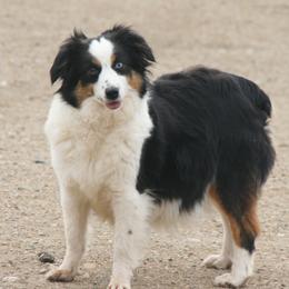 Minnie Mae - Miniature Australian Shepherd
