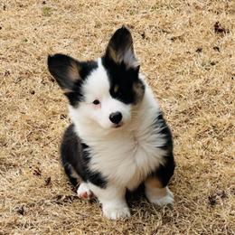 Britton - Black and tan female Pembroke Welsh Corgi puppy in Cashion, Oklahoma from Shabby Chic Corgis