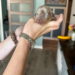 Messi - Dapple male Dachshund puppy in Tampa, Florida from Crosbys Doxies