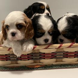 Cavalier King Charles Spaniel Puppies from Ridgefield Cavaliers