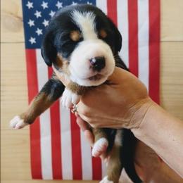 Black Boy, Jefferson - Black, white and red male Greater Swiss Mountain Dog puppy in Edinboro, Pennsylvania from Greater Swiss of Whitetail Acres