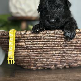 German Shepherd Puppies from Vom Hausgladfel