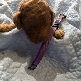 Purple Collar - Red  male Poodle puppy in Henagar, Alabama from Windy Oak Kennels