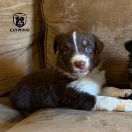 Suzy - Red tri-color female Australian Shepherd puppy in Columbia, Kentucky from Caywood Aussies