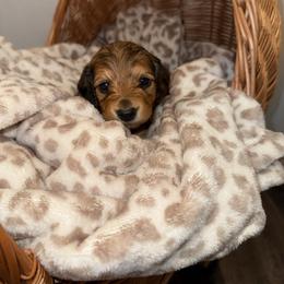 Calliope - Red female Dachshund puppy in Pontotoc, Mississippi from Toddy Kennels
