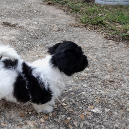 Coton de Tulear Puppies from Marilyn Edwards