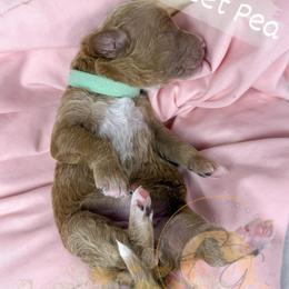 Sweet Pea - Apricot female Goldendoodle puppy in Murrieta, California from Apricot Poodles & Goldendoodles, LLC